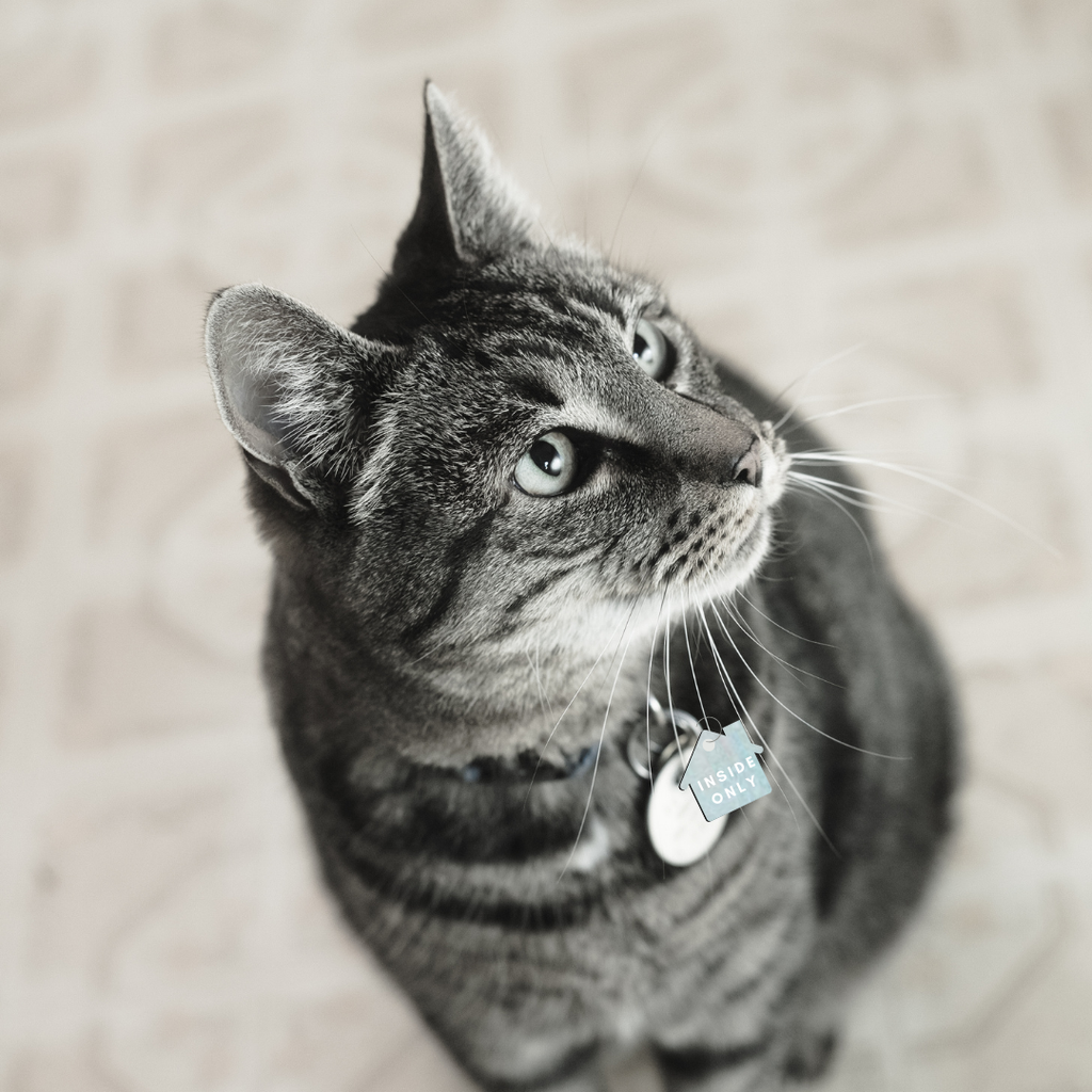 Charm: inside only dog collar cat collar