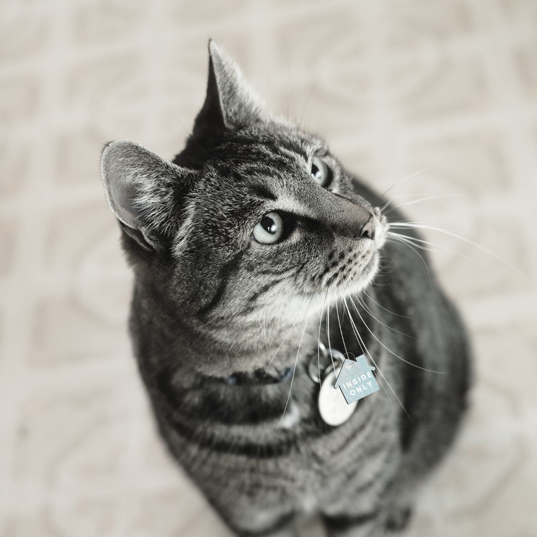 Charm: inside only dog collar cat collar